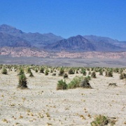 Devil's Cornfield, Death Valley .jpg