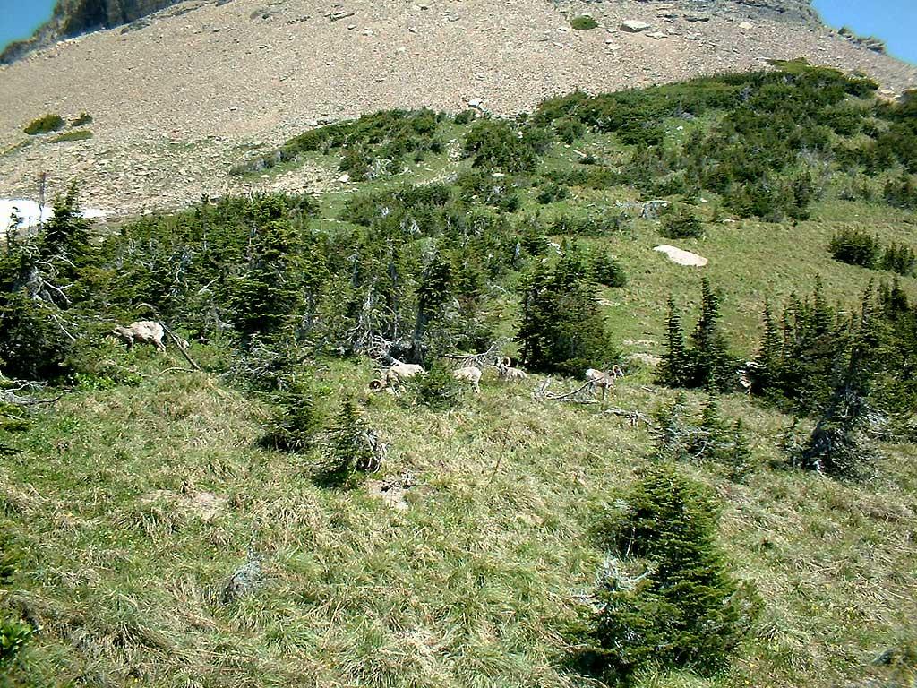 Big Horn Sheep, Glacier National Park 3