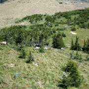 Big Horn Sheep, Glacier National Park 3.jpg