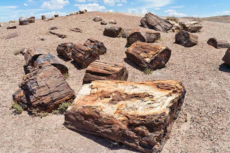 Petrified Forest in Arizona 5098780