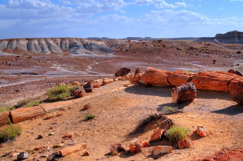 Petrified Forest in Arizona 5405051