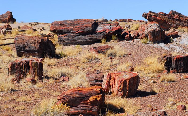 Petrified Forest in Arizona 5552730