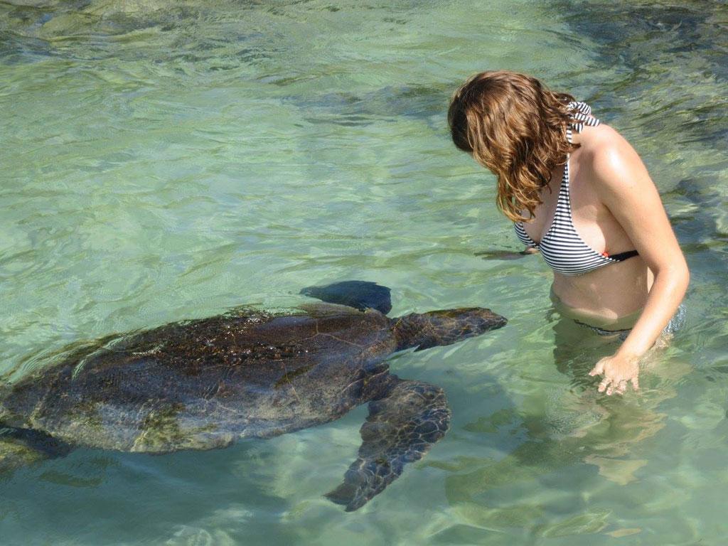 Carlsmith Beach turtle, Hawaii 3