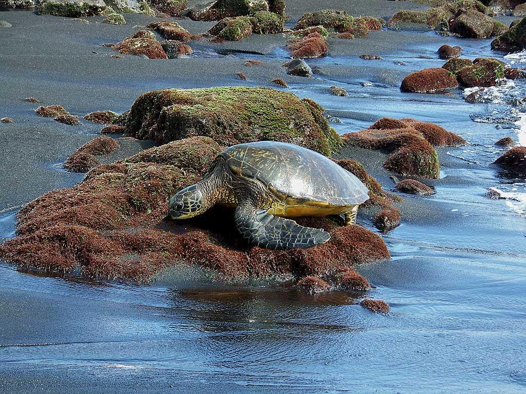 Green Sea Turtle, Punaluu Black Sand Beach 1