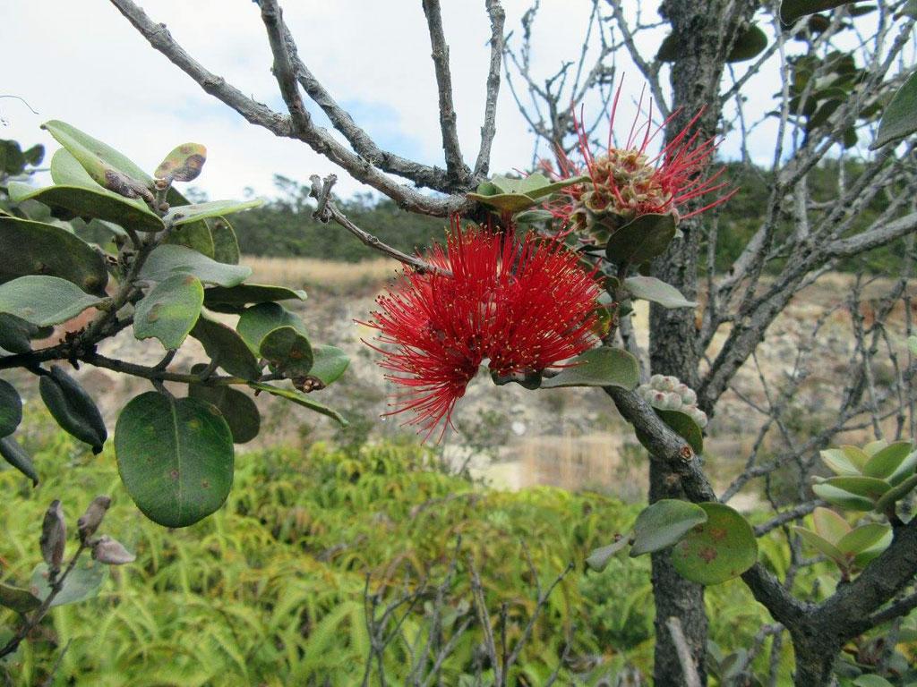 Red Lehua, Hawaii