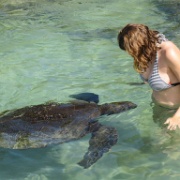 Carlsmith Beach turtle, Hawaii 3.jpg
