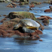 Green Sea Turtle, Punaluu Black Sand Beach 1.jpg