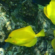 Yellow tangs, Kealakekua Bay.jpg