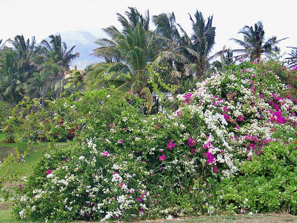 Kauai wild vegetation 6