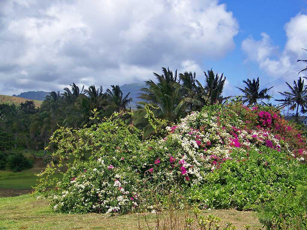 Kauai wild vegetation 7