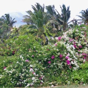 Kauai wild vegetation 6.jpg