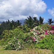 Kauai wild vegetation 7.jpg