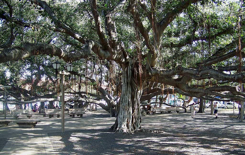 Banyan Tree in Lahaina, planted in 1873