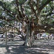Banyan Tree in Lahaina, planted in 1873.jpg