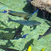 Maui Ocean Center, tropical fish.jpg
