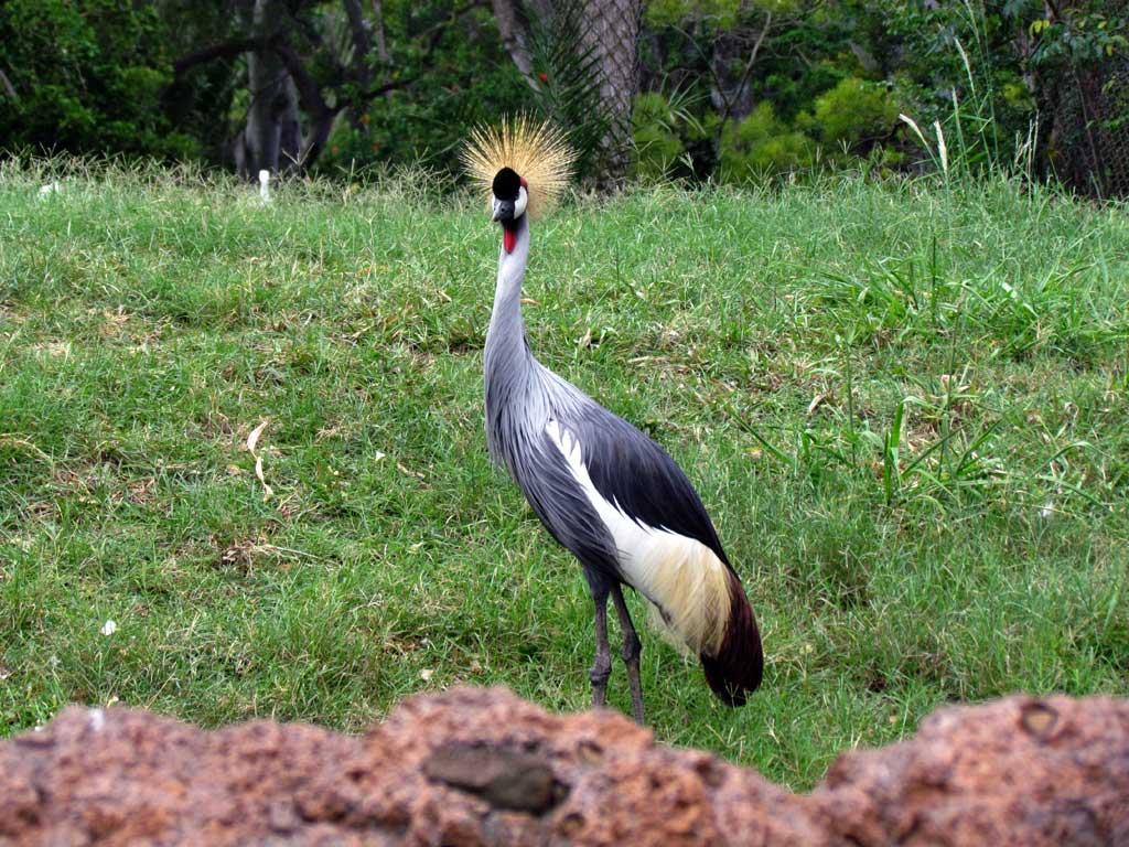 Crested crane, Honolulu Zoo 5183