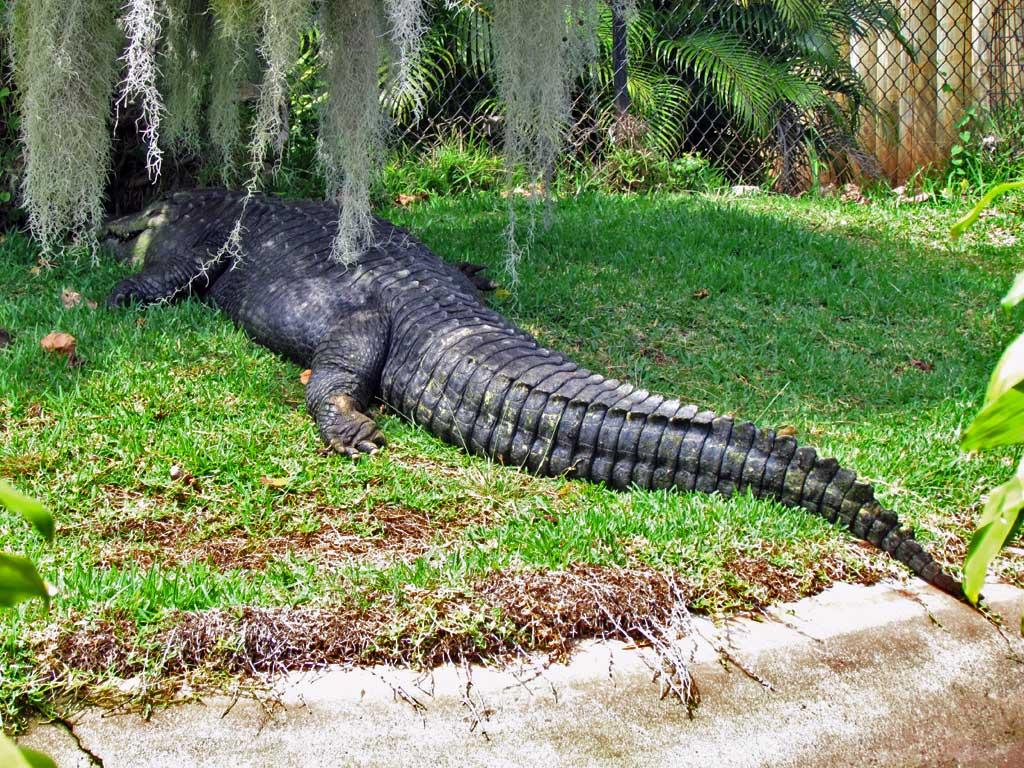 Crocodile, Honolulu Zoo 5167