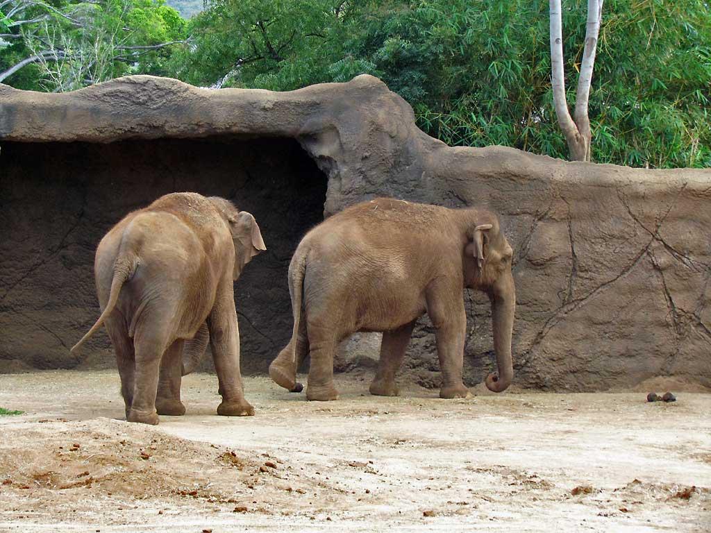 Elephants, Honolulu Zoo 5175