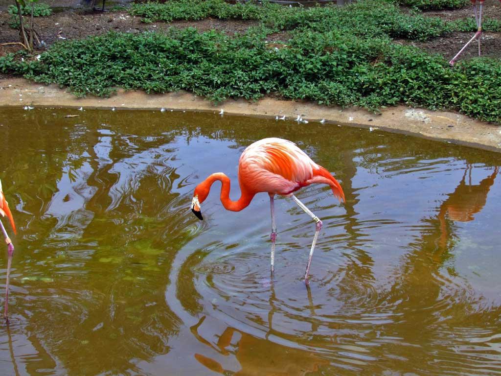 Flamingo, Honolulu Zoo 5144