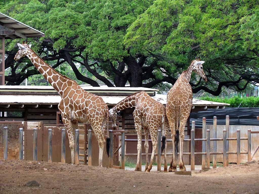 Giraffes, Honolulu Zoo 5190