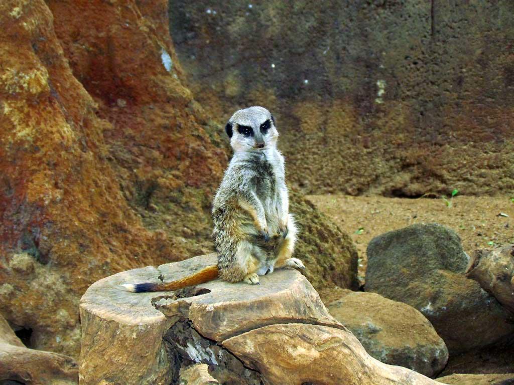 Meerkat, Honolulu Zoo 5196