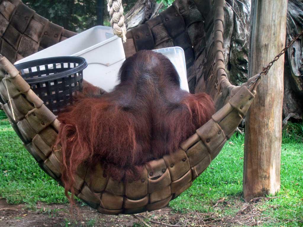 Orangutan, Honolulu Zoo 5165