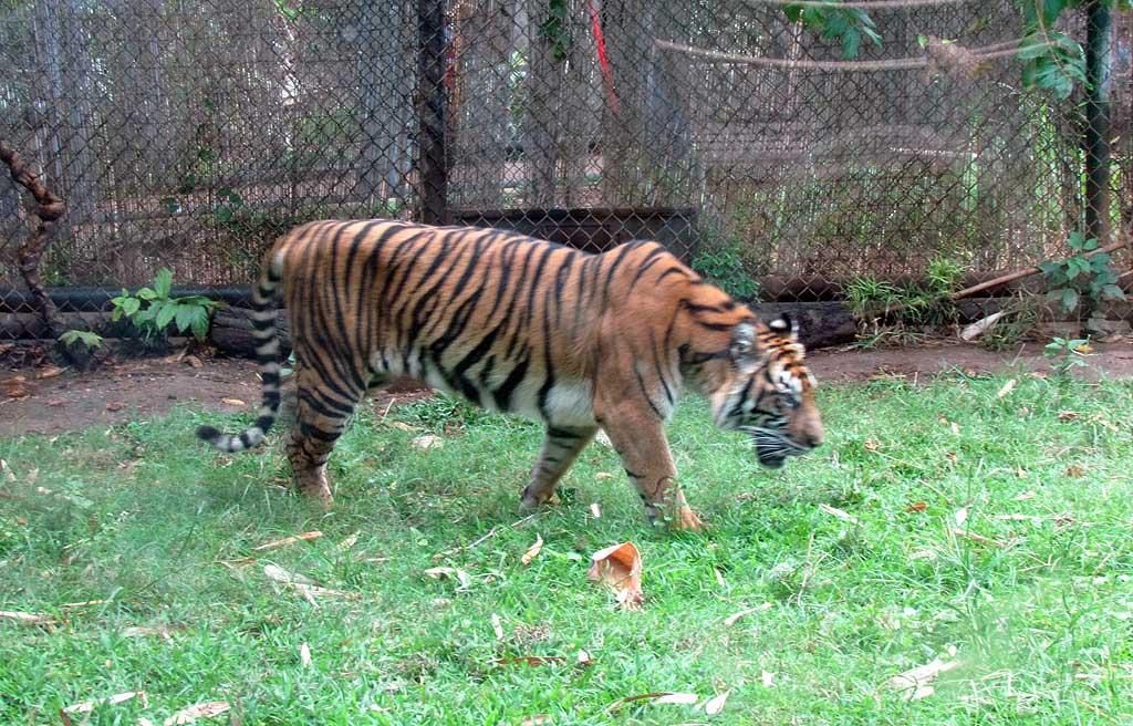 Tiger, Honolulu Zoo 5208