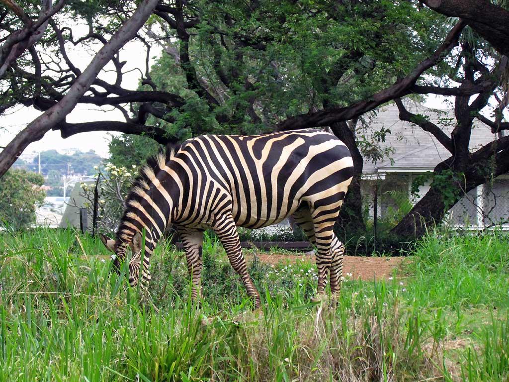 Zebra, Honolulu Zoo 5185