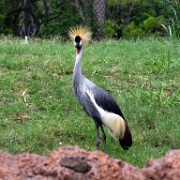 Crested crane, Honolulu Zoo 5183.JPG