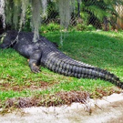 Crocodile, Honolulu Zoo 5167.JPG