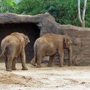 Elephants, Honolulu Zoo 5175.JPG