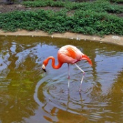 Flamingo, Honolulu Zoo 5144.JPG