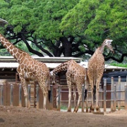 Giraffes, Honolulu Zoo 5190.JPG