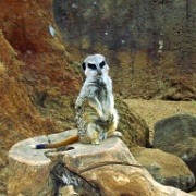 Meerkat, Honolulu Zoo 5196.JPG