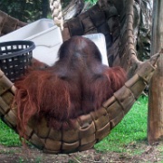 Orangutan, Honolulu Zoo 5165.JPG