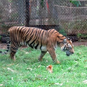 Tiger, Honolulu Zoo 5208.JPG
