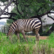 Zebra, Honolulu Zoo 5185.JPG