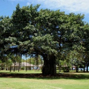 Banyan tree in Kapiolani Park.jpg