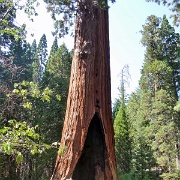 Grant Grove of Sequoias, Kings Canyon 1000536.JPG