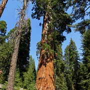 Grant Grove of Sequoias, Kings Canyon 6348.JPG