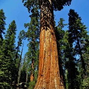 Grant Grove of Sequoias, Kings Canyon 6355.JPG