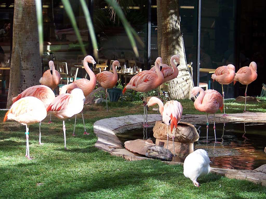 Flamingos at the Flamingo Hotel, Las Vegas 1