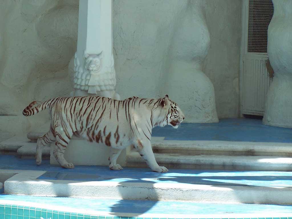 White tiger at Mirage, Las Vegas 2