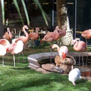 Flamingos at the Flamingo Hotel, Las Vegas 1.jpg