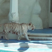 White tiger at Mirage, Las Vegas 2.jpg