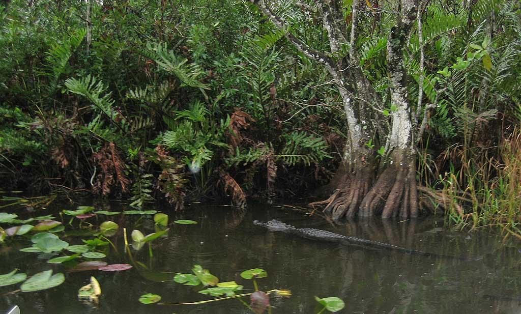 Everglades gator near Miami 108