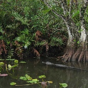 Everglades gator near Miami 108.JPG