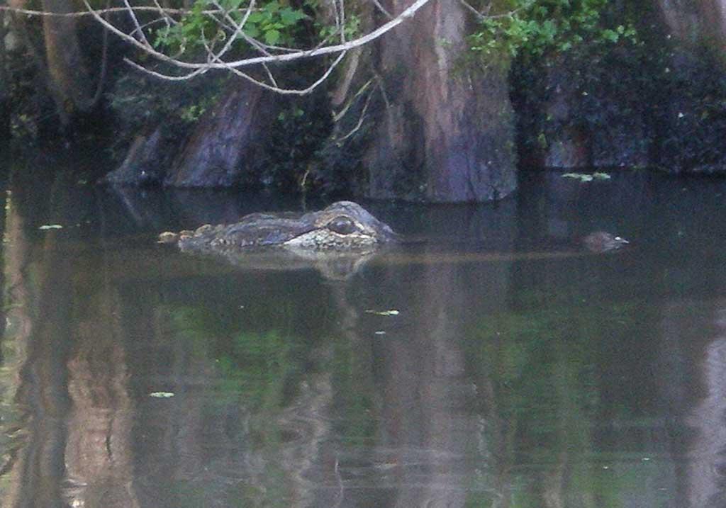 Alligator in the bayou, New Orleans 99i
