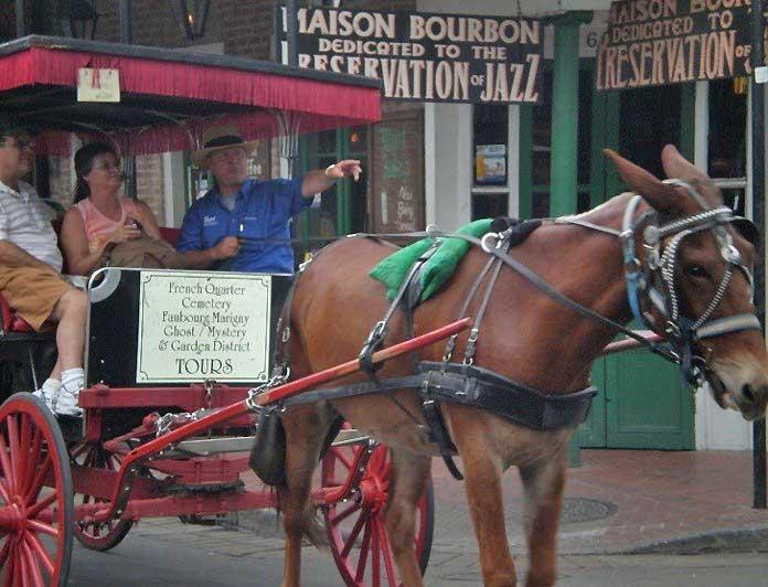 Carriage Tours, New Orleans 96