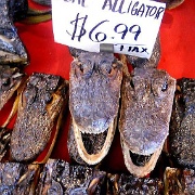 Aligator souvenirs, New Orleans 99f.jpg